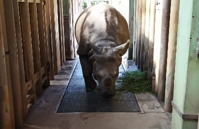 vaha-na-nosorozce vaha-na-nosorozce